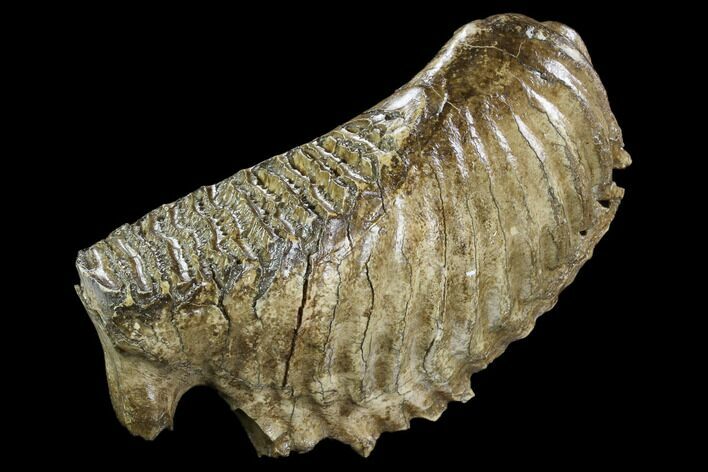 Fossil Woolly Mammoth Lower M Molar - North Sea Deposits #123643